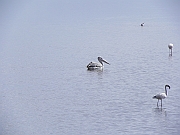 pelican_-_pelikan